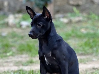 Cucciolo con pelo di razza Xoloitzcuintle