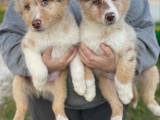 Cuccioli Australian Shepherd