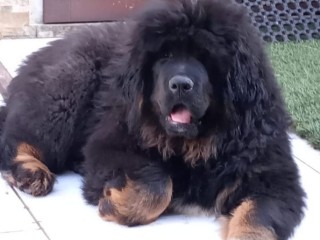 Cuccioli Mastino Tibetano