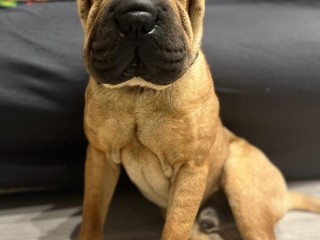 Sharpei americano