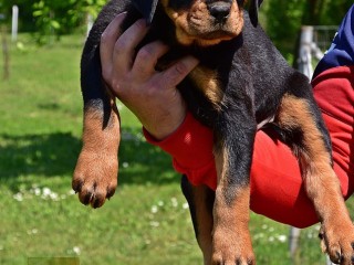 Rottweiler cuccioli