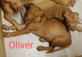 cuccioli-puppy-pitbull-american-terrier-ukc-small-0