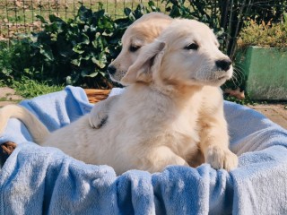 Golden retriever