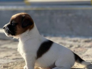 Jack Russell Terrier pelo liscio