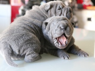 Cuccioli sharpei blue