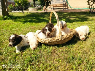 Cuccioli Lagotto romagnolo