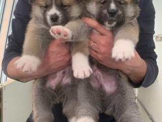 Cuccioli Akita inu