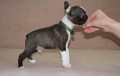 boston-terrier-cuccioli-in-vendita-small-5