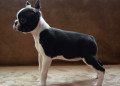 boston-terrier-cuccioli-in-vendita-small-1
