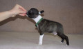 boston-terrier-cuccioli-in-vendita-small-4