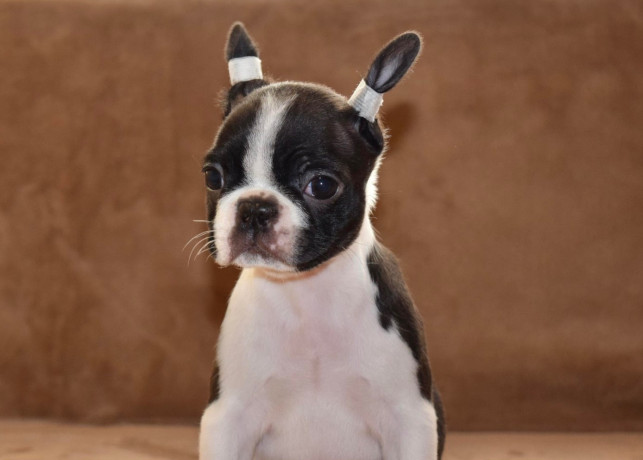 boston-terrier-cuccioli-in-vendita-big-2