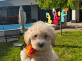 Cuccioli di maltipoo