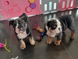 BULLDOG INGLESI CUCCIOLI