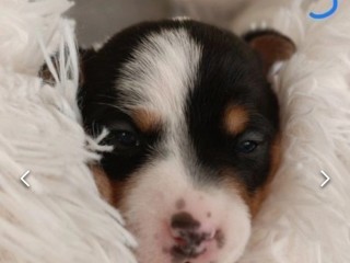 Cuccioli Jack Russell