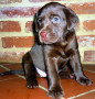 cucciolo-labrador-cioccolato-pedigree-selezionato-small-4