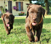 cucciolo-labrador-cioccolato-pedigree-selezionato-small-5