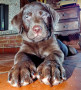 cucciolo-labrador-cioccolato-pedigree-selezionato-small-3