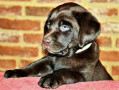 cucciolo-labrador-cioccolato-pedigree-selezionato-small-1