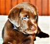 cucciolo-labrador-cioccolato-pedigree-selezionato-small-2