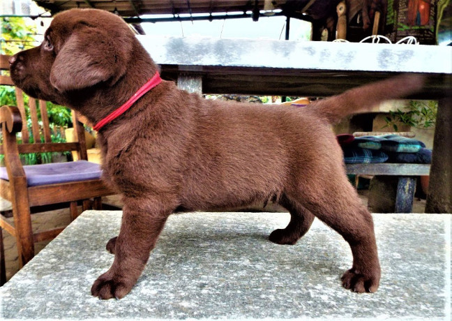 cucciolo-labrador-cioccolato-pedigree-selezionato-big-0
