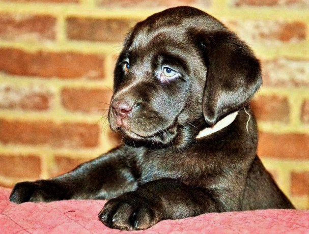 cucciolo-labrador-cioccolato-pedigree-selezionato-big-1