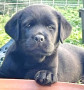 cucciolo-labrador-retriever-maschio-nero-small-0