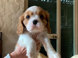 Disponibili cuccioli di Cavalier King Charles Spaniel