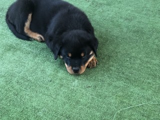 Rottweiler