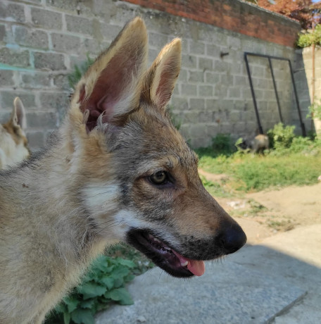 cuccioli-cani-lupi-cecoslovacchi-big-1