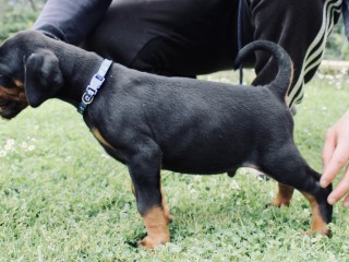 Cuccioli dobermann