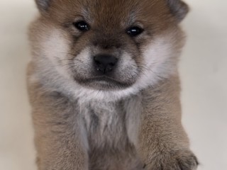 Cucciola Shiba Inu RIPRODUZIONE SELEZIONATA