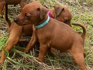 Pinscher nano