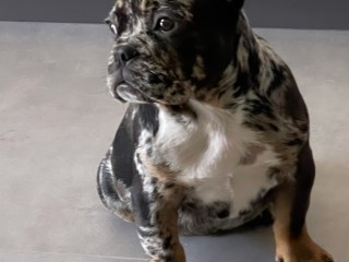 Bulldog francese black merle