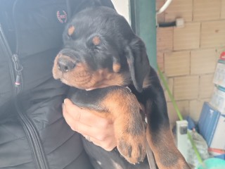 Rottweiler cuccioli