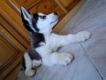 disponibile-cucciolo-maschio-siberian-husky-small-0