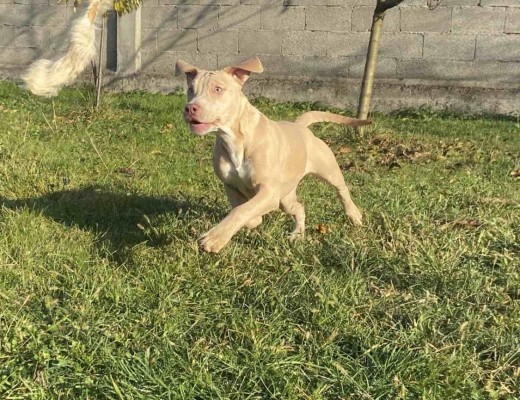 American Pitbull Terrier e Bulldog francese esotico cuccioli in vendita