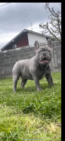 american-pitbull-terrier-e-bulldog-francese-esotico-cuccioli-in-vendita-big-1