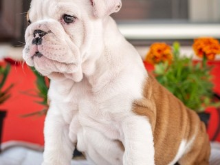 Bulldog Inglese con pedigree