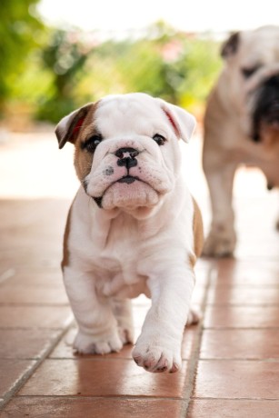 bulldog-inglese-con-pedigree-big-1