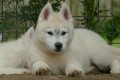 husky-siberiano-bellissimi-cuccioli-small-2