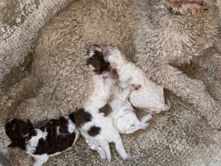 Vendo cuccioli lagotto romagnolo