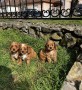cavapoo-cuccioli-in-vendita-small-5
