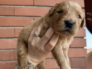 Golden Retriever Americani