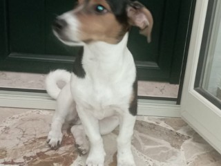 Salve vendo cane Jack Russell di 5 mesi compresa di vaccini e libretto