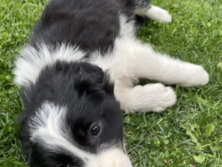 Cuccioli di Border Collie