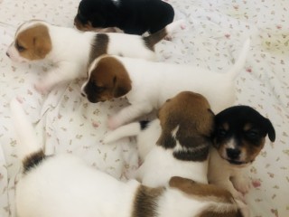 Vendo cani di jack Russell