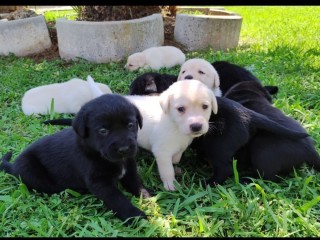 Cuccioli Labrador