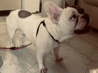 Bulldog francese