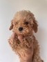 barboncino-pedigree-toy-small-1