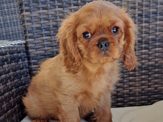 Cucciolo di Cavalier king